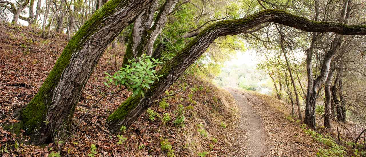 How to Spot Poison Oak Before it Spots You - POST