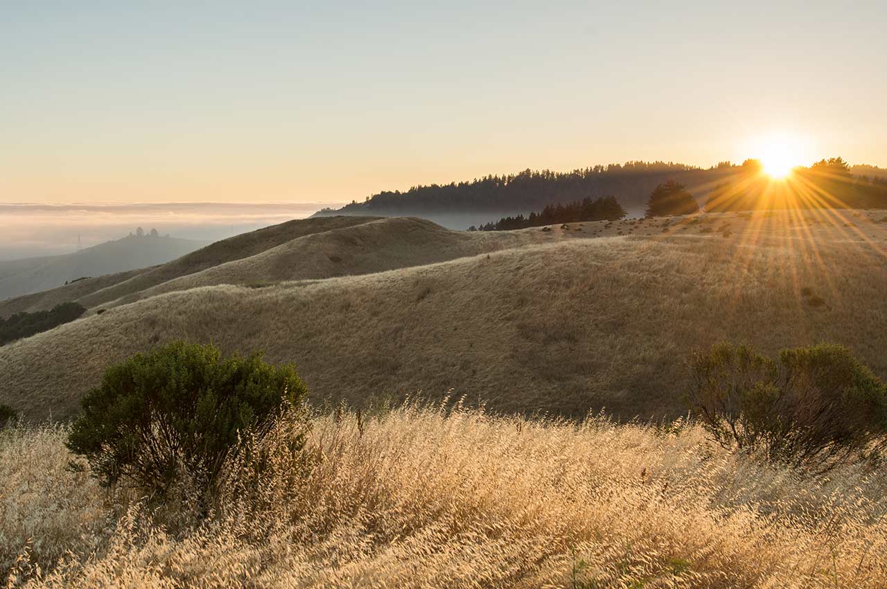 A Day in the Life of Windy Hill One of the Bay Area's beloved open spaces