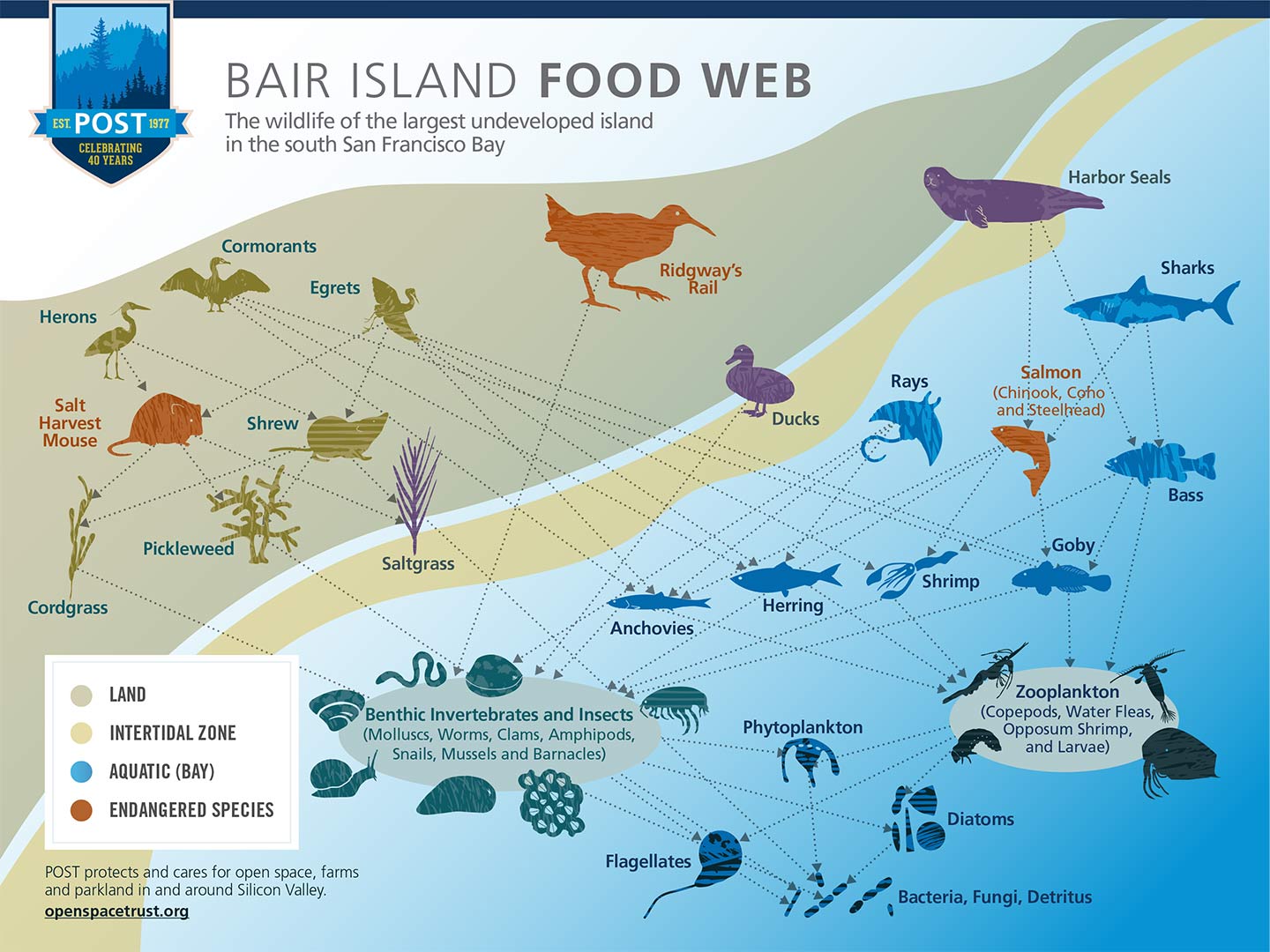 The Food Web of Bair Island - POST